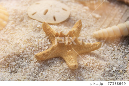 Seashell on Boardwalk at Tropical Beach Seashell on Boardwalk at Tropical Beach 77388649