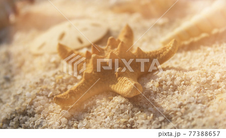 Seashell on Boardwalk at Tropical Beach Seashell on Boardwalk at Tropical Beach 77388657