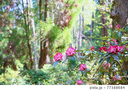 西洋石楠花の花 77388684