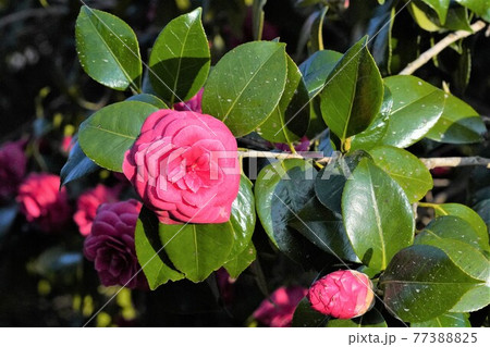 野に咲く一凛の華麗な花 野に咲く一凛の華麗な花 77388825
