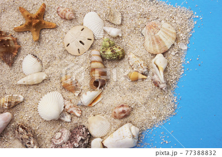 Seashell on Boardwalk at Tropical Beach 77388832