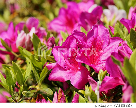 公園に咲くオ公園に咲くオオムラサキツツジオムラサキツツジの写真素材 7737