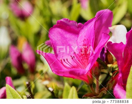 公園に咲くオオムラサキツツジ 77388838