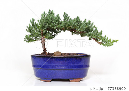 Bonsai Tree Bonsai Tree 77388900