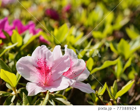 公園に咲くピンク色のツツジ ヒラドツツジの花 公園に咲くピンク色のツツジ ヒラドツツジの花 77388924