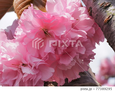 ヤエザクラ　カンザン桜の花 77389295