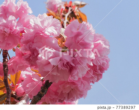 ヤエザクラ カンザン桜の花 ヤエザクラ カンザン桜の花 77389297
