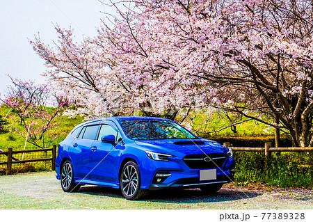 満開の桜の木の下に青いステーションワゴン 満開の桜の木の下に青いステーションワゴン 77389328