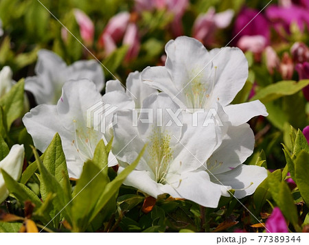 公園に咲く白ツツジ 公園に咲く白ツツジ 77389344