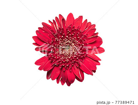 Pink gerbera flower on white isolated background. 77389471