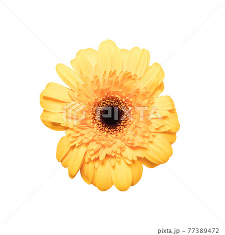 Pink gerbera flower on white isolated background. 77389472