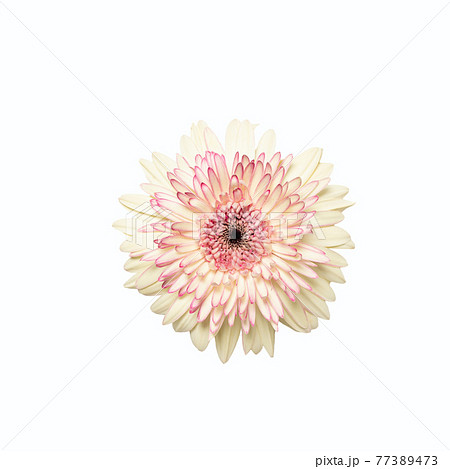 White gerbera flower on white isolated background. 77389473