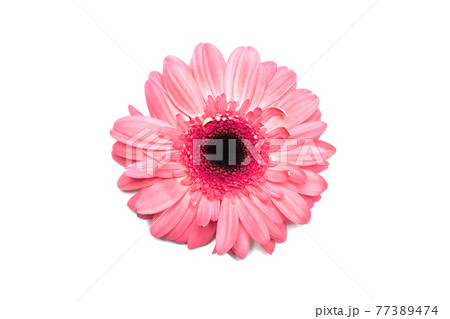 Pink gerbera flower on white isolated background. 77389474