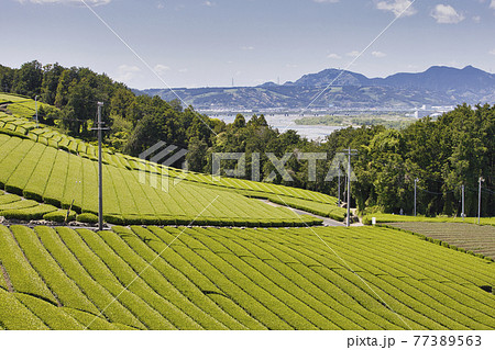 茶畑 静岡県島田市 茶畑 静岡県島田市 77389563