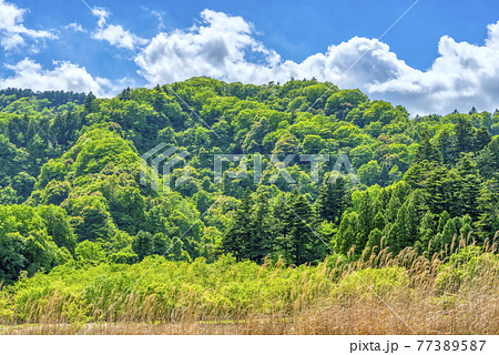 新緑の森と広場 宮ケ瀬ダム湖 神奈川県 新緑の森と広場 宮ケ瀬ダム湖 神奈川県 77389587