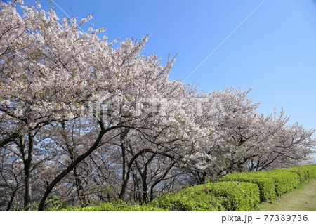 御崎公園広場から満開桜を見る 77389736