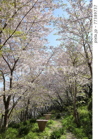 赤穂御崎公園の桜の通り抜け遊歩道の写真素材