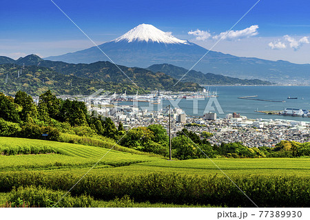 日本平から新緑のお茶畑/清水港越しの駿河湾と富士山 日本平から新緑のお茶畑/清水港越しの駿河湾と富士山 77389930