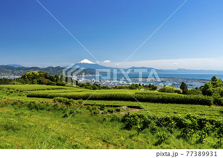 日本平から新緑のお茶畑/清水港越しの駿河湾と富士山 77389931