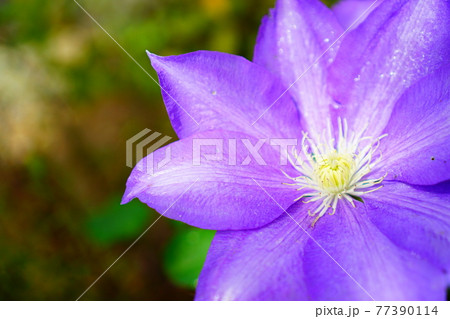 紫色のテッセン クレマチス 紫色のテッセン クレマチス 77390114