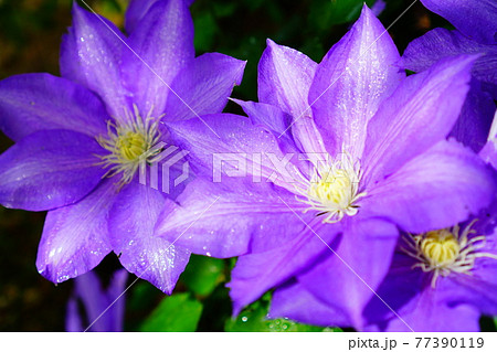 紫色のテッセン　クレマチス 77390119