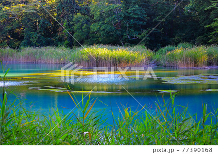 磐梯朝日国立応援 裏磐梯の五色沼湖沼群(るり沼) 磐梯朝日国立応援 裏磐梯の五色沼湖沼群(るり沼) 77390168