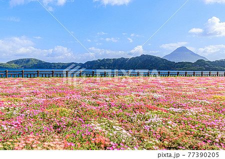 開聞岳と池田湖とリビングストンデージー　鹿児島県指宿市 77390205