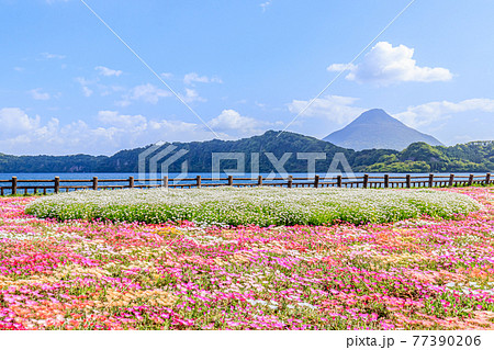 開聞岳と池田湖とリビングストンデージー　鹿児島県指宿市 77390206