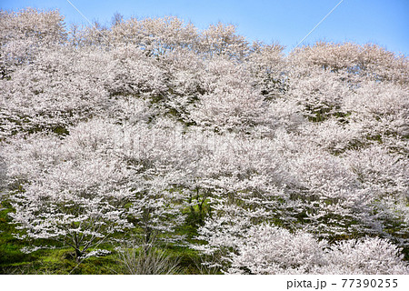 満開に咲く桜の山 77390255