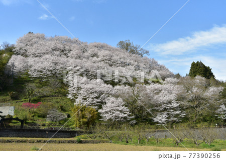 満開に咲く桜の山 77390256