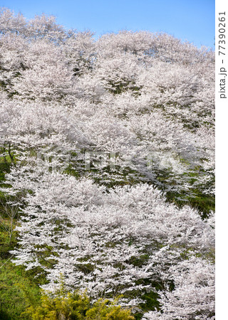 満開に咲く桜の山 77390261
