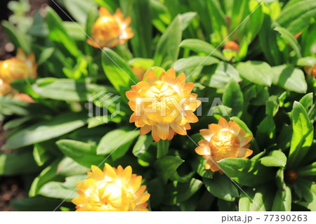 太陽のように明るい麦藁菊 ムギワラギク の写真素材 太陽のように明るい麦藁菊 ムギワラギク の写真素材
