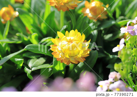太陽のように明るい麦藁菊 ムギワラギク の写真素材 太陽のように明るい麦藁菊 ムギワラギク の写真素材