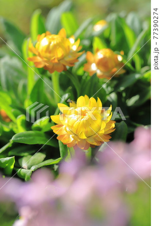 太陽のように明るい麦藁菊(ムギワラギク) 太陽のように明るい麦藁菊(ムギワラギク) 77390274