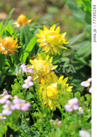太陽のように明るい麦藁菊(ムギワラギク) 太陽のように明るい麦藁菊(ムギワラギク) 77390288