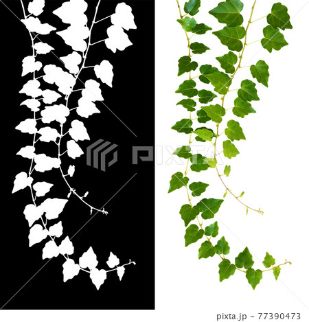 Waved ivy twigs with small green leaves isolated on white Waved ivy twigs with small green leaves isolated on white 77390473