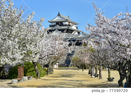 松山城に咲く満開の桜 77390720