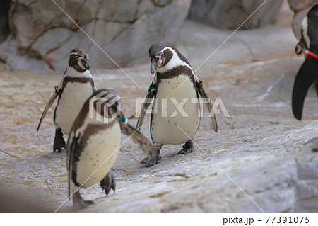 歩いている3羽のフンボルトペンギン 77391075