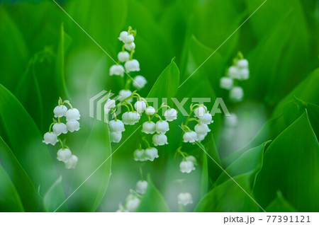 スズランの花 スズランの花 77391121