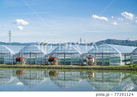 並んだビニールハウス 77391124