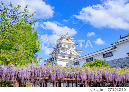 唐津城と藤の花　佐賀県唐津市 77391250