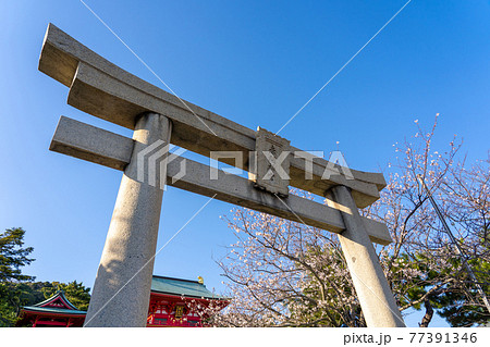 山口県下関市　春の赤間神宮の鳥居 77391346