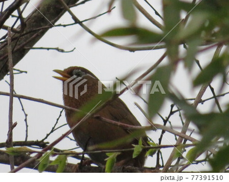 鳥 77391510
