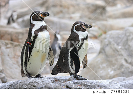 岩の上に立つ2羽のフンボルトペンギン 77391582