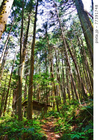 埼玉 笠山 白石車庫からの登山道 埼玉 笠山 白石車庫からの登山道 77391748