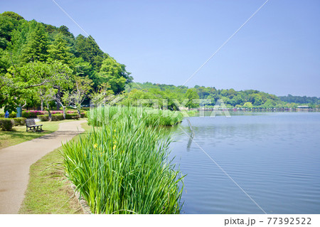 初夏の千波湖 初夏の千波湖 77392522