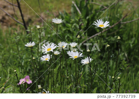 春の公園に咲くマーガレットの白い花 77392739