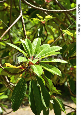 樹木：ユズリハ　ユズリハ科　 77392896