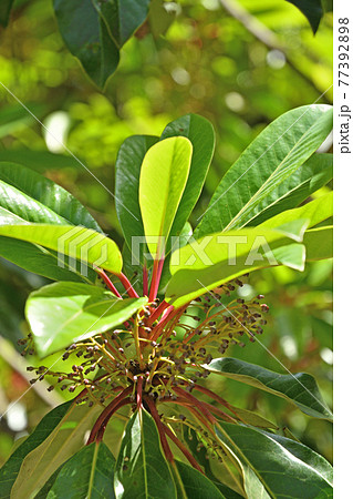 樹木：ユズリハ　ユズリハ科　 77392898