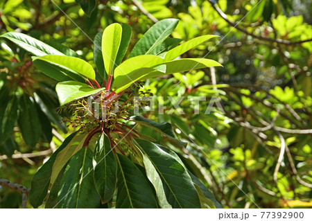 樹木：ユズリハ　ユズリハ科　 77392900